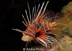 clearfin lionfish by Andre Philip 